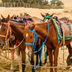 Gallery Thumbnail 11