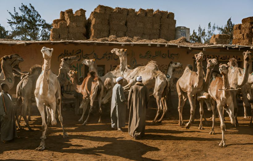 Camel Market and Giza Pyramids Day Tour