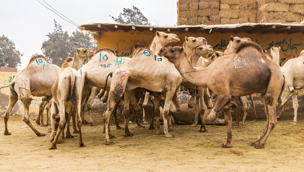 Day Tour to Camel Market of Birqash